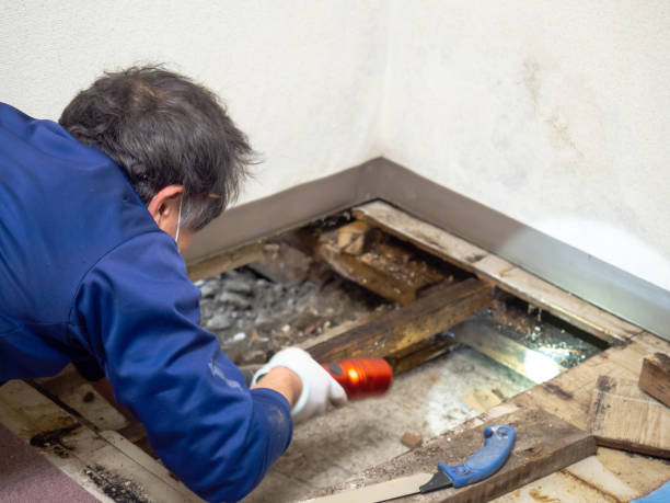 Best DIY Mold Remediation Support Services in Kibler, AR