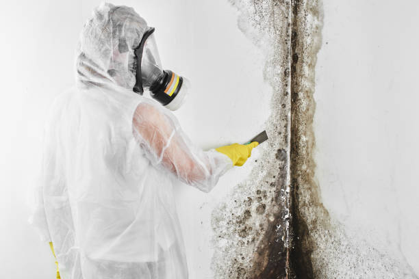 Best Basement Mold Remediation in Kibler, AR