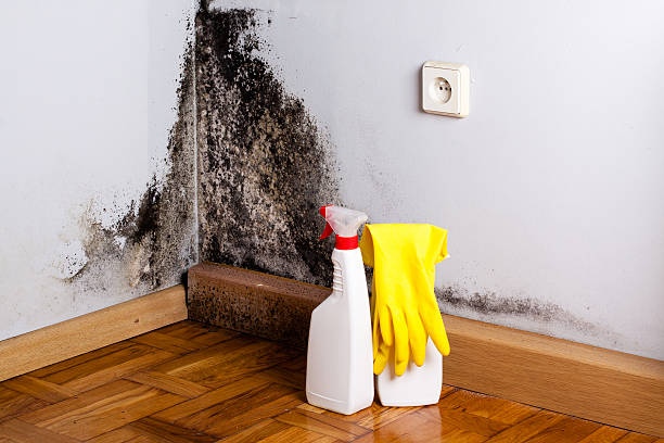 Best Residential Mold Remediation in Kibler, AR