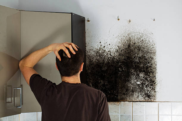 Best Black Mold Remediation in Kibler, AR